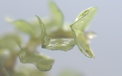 Scapania compacta