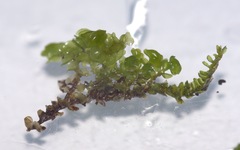 Scapania compacta