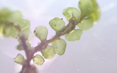 Scapania compacta