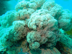 Dendronephthya australis