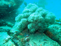 Dendronephthya australis