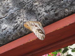 Caligo telamonius memnon