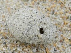 Hypocharassus pruinosus