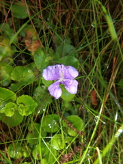 Viola eminii