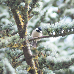 Periparus ater
