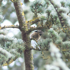 Periparus ater