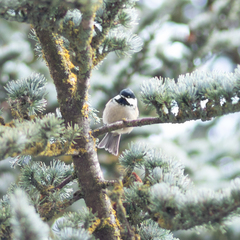 Periparus ater