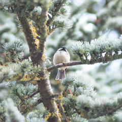 Periparus ater