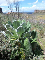 Dendrosenecio