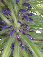 Lobelia telekii