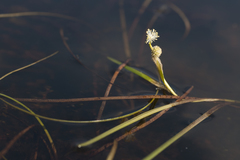 Sparganium hyperboreum