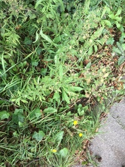Erigeron