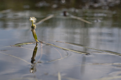 Sparganium hyperboreum