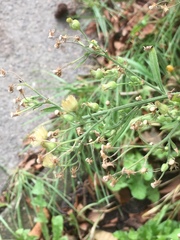 Erigeron