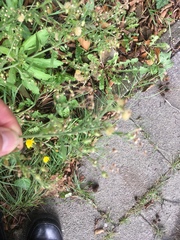 Erigeron