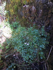 Cardamine obliqua