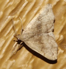 Phalaenostola eumelusalis