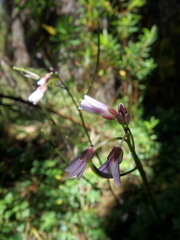 Cardamine obliqua