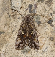 Syngrapha octoscripta