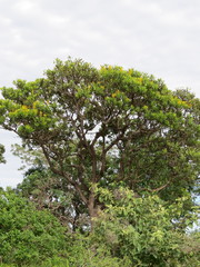 Vochysia thyrsoidea