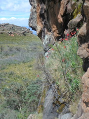 Gladiolus watsonioides