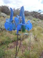 Delphinium macrocentrum