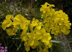 Erysimum jugicola