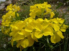 Erysimum jugicola