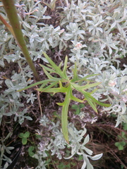 Delphinium macrocentrum