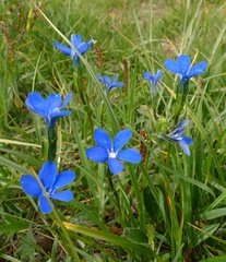 Gentiana rostanii