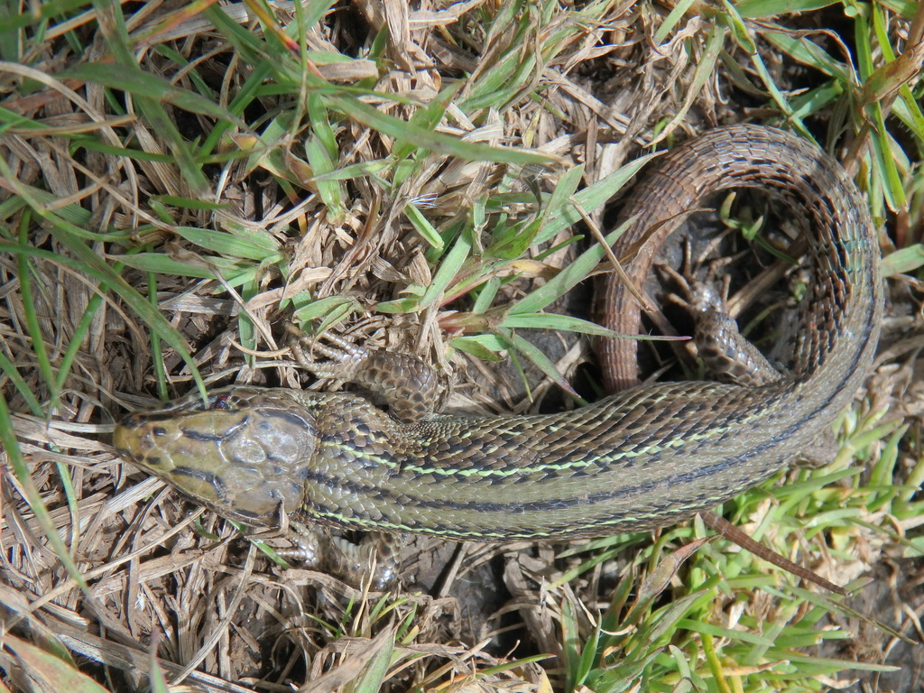 Western Alpine Meadow Lizard