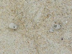 Hypocharassus pruinosus