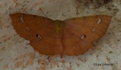 Erastria decrepitaria