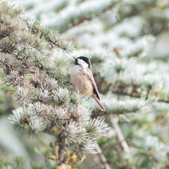 Periparus ater