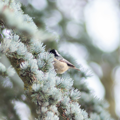 Periparus ater