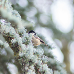 Periparus ater