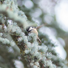 Periparus ater