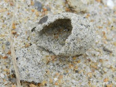 Hypocharassus pruinosus