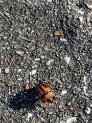 Bolbocerosoma confusum