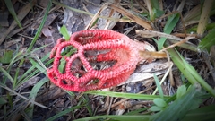 Colus pusillus