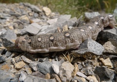 Hyles vespertilio