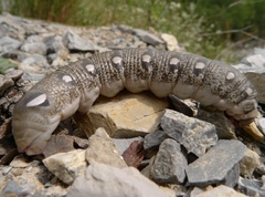 Hyles vespertilio