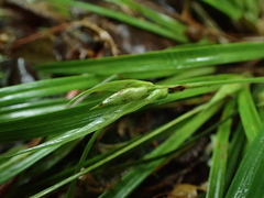 Carex backii