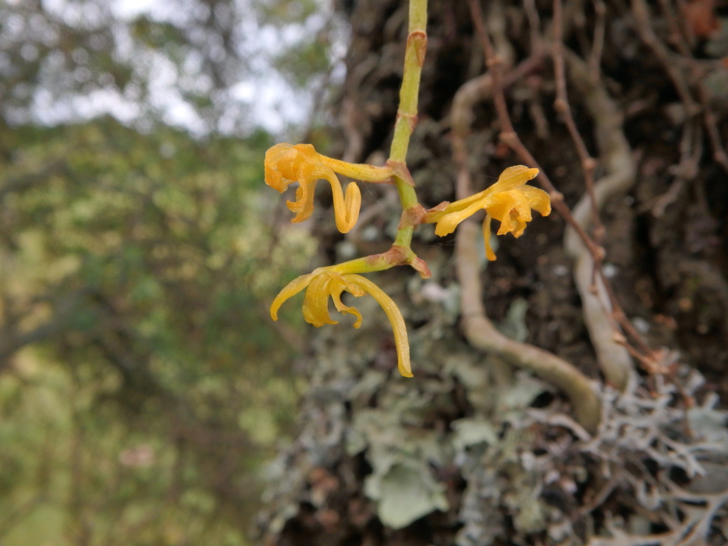Kylicanthe rohrii