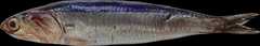 Engraulis ringens
