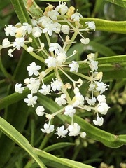 Platysace compressa