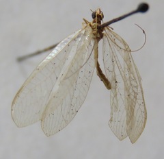 Chrysoperla externa