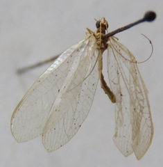 Chrysoperla externa