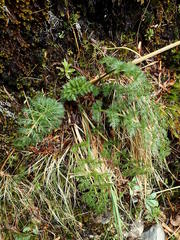 Anisotome haastii