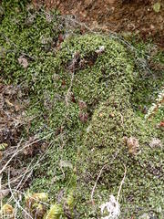 Hymenophyllum armstrongii